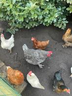 Mechelse koekoek haan, Dieren en Toebehoren, Mannelijk, Kip