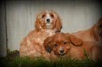 Cavapoo pups, Dieren en Toebehoren, Honden | Niet-rashonden, Parvo, België, 8 tot 15 weken, Meerdere