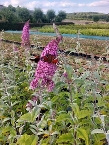 Vlinderstruik/ Buddleja davidii beschikbaar voor biedingen