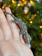 Blotched gargoyle gekko, Lézard, Domestique, 0 à 2 ans