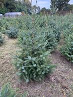 Kerstbomen - Picea omorika, Tuin en Terras, Planten | Bomen, Bloeit niet, Halfschaduw, Overige soorten, 100 tot 250 cm