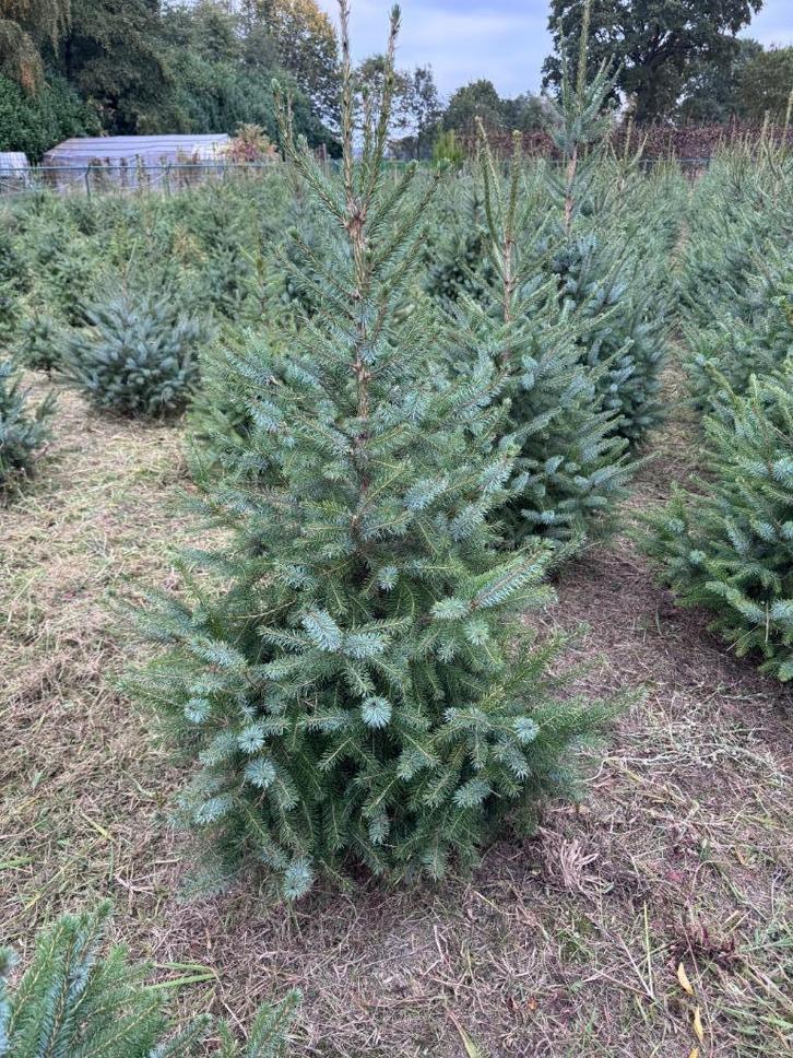 Kerstbomen - Picea omorika, Tuin en Terras, Planten | Bomen, Overige soorten, 100 tot 250 cm, Halfschaduw, Bloeit niet, In pot