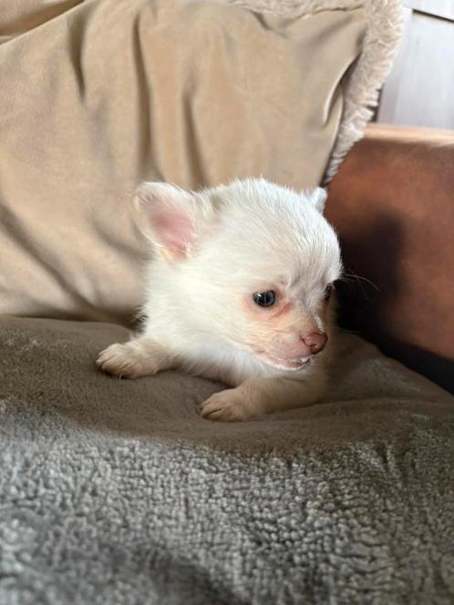 Drie mannetjes een meisje, Dieren en Toebehoren, Honden | Chihuahua's en Gezelschapshonden, Meerdere dieren, Chihuahua, Fokker | Hobbymatig