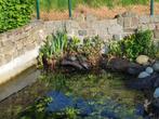 Verschillende vijverplanten., Tuin en Terras, Ophalen, Gebruikt, Overige typen