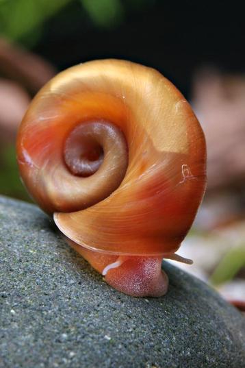 Escargot planorbe