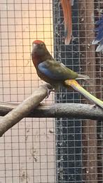 Zwarte opaline isabel pop kans  split golden en blauw, Dieren en Toebehoren, Vogels | Parkieten en Papegaaien, Vrouwelijk, Parkiet