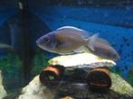 4 copadichromis borleyi kadango. Cichlidés Malawi, Vis, Zoetwatervis