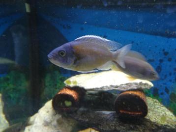 4 copadichromis borleyi kadango. Cichlidés Malawi beschikbaar voor biedingen