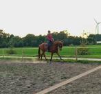 Bomproof 5jarige merrie, Dieren en Toebehoren, Paarden, Merrie, B, Gechipt, Dressuurpaard