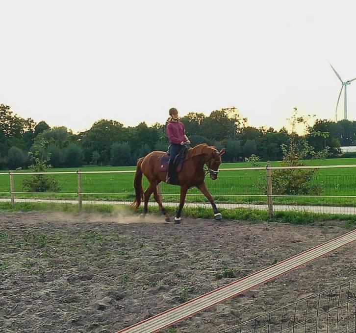 Bomproof 5jarige merrie, Dieren en Toebehoren, Paarden, Merrie, B, 170 tot 175 cm, 3 tot 6 jaar, Dressuurpaard, Met stamboom, Gechipt