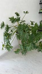 Monstera kamerplant met pot, Huis en Inrichting, Kamerplanten, Ophalen