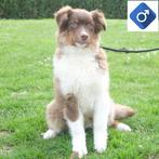 ''Duke'' Australische Herder (Choco tricolor) reu te koop, Dieren en Toebehoren, Honden | Herdershonden en Veedrijvers, CDV (hondenziekte)