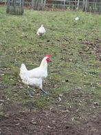 Poules de bresse haan, Dieren en Toebehoren
