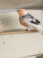 bonte goudvinken 2025, Dieren en Toebehoren, Vogels | Overige Vogels, Meerdere dieren, Wildzangvogel, Geringd