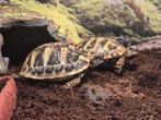 Jonge Griekse landschildpadden van 2024, Dieren en Toebehoren, Ophalen