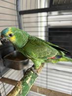 Amazone xanthoperyx 4 mois eam femelle, Vrouwelijk, Papegaai, Pratend