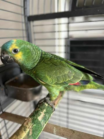 Amazone xanthoperyx 4 mois eam femelle, Femelle, Perroquet, Parleur