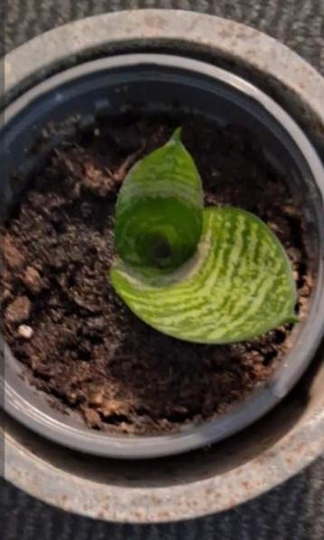 Sanseveria 5 cm beschikbaar voor biedingen
