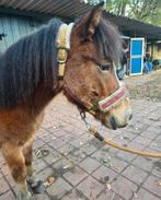 Super lieve welsh pony, Dieren en Toebehoren, Paarden, Ruin