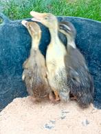 Een trio loopeenden