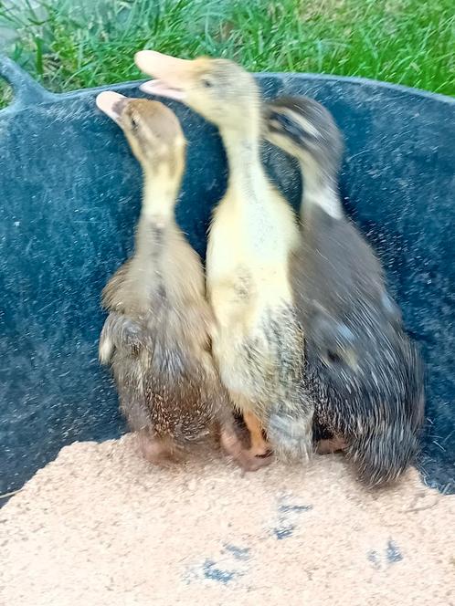 Een trio loopeenden, Dieren en Toebehoren, Pluimvee
