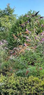 Te Koop: Vlinderstruiken, Tuin en Terras, Planten | Struiken en Hagen, Ophalen of Verzenden, Vlinderstruik