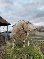 Ram, Dieren en Toebehoren