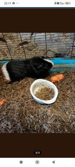 Cavia beertje, Cavia, Mannelijk, December, Tam