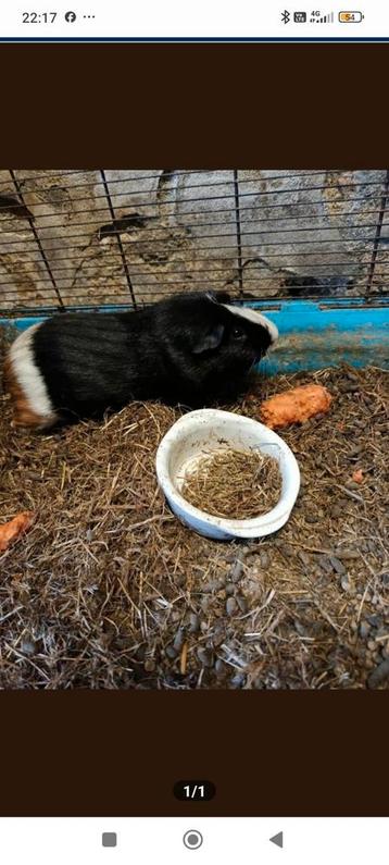 Cavia beertje beschikbaar voor biedingen