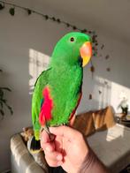 600€, Dieren en Toebehoren, Vogels | Parkieten en Papegaaien