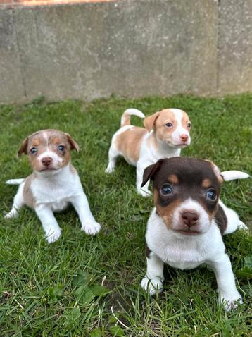 Jack Russel mini ️ zoeken warme thuis  beschikbaar voor biedingen