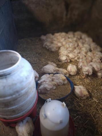 Mesthaantjes  beschikbaar voor biedingen