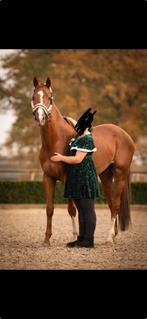 Knappe 3jarige dressuur ruin, Dieren en Toebehoren, Ruin, Dressuurpaard, L, 170 tot 175 cm