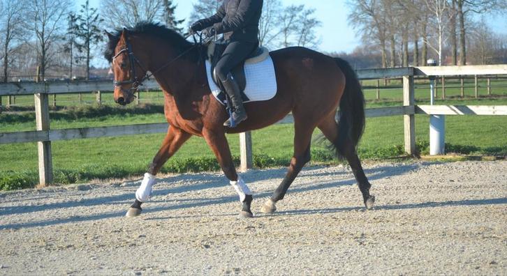 Aansprekende leuke allrounder, Dieren en Toebehoren, Paarden, Merrie