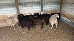Skudde Ooi, Dieren en Toebehoren, Vrouwelijk, Schaap, 0 tot 2 jaar