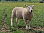 2 schapen rammen, Mannelijk, Schaap, 0 tot 2 jaar