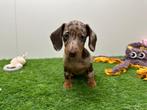 MINI Teckel pups, België, 8 tot 15 weken, Korthaar, CDV (hondenziekte)