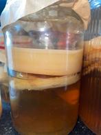 Scoby kombucha met startvloeistof, Diversen, Levensmiddelen, Ophalen