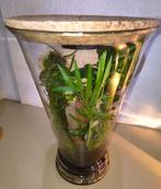 subtropische plantenbokaal, Huis en Inrichting, Kamerplanten, Ophalen, Palm