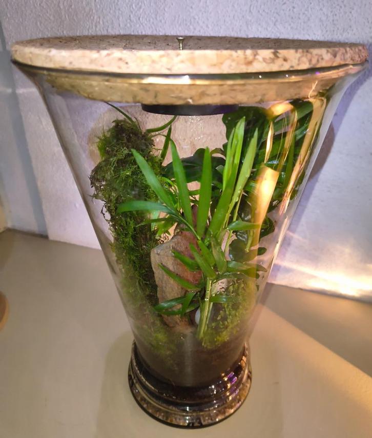 subtropische plantenbokaal, Huis en Inrichting, Kamerplanten, Palm, Ophalen