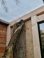 Gezocht fringilla tedyea Blauw vink