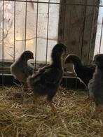 Gratis kuikens, Dieren en Toebehoren, Pluimvee, Geslacht onbekend