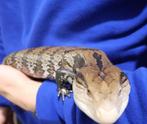 Blauwtongskink (Tiliqua spp.), Hagedis