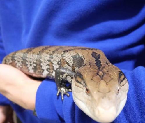 Blauwtongskink (Tiliqua spp.), Dieren en Toebehoren, Reptielen en Amfibieën, Hagedis