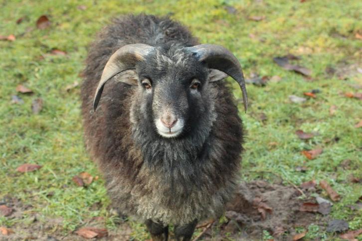 Ouessant rammetje van augustus 2025, Dieren en Toebehoren, Schapen, Geiten en Varkens