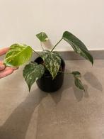 Monstera Deliciosa Albo Variegata, Huis en Inrichting, Kamerplanten, Ophalen of Verzenden