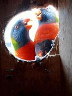 2 jongen voor hand opfok, Dieren en Toebehoren, Vogels | Parkieten en Papegaaien, Geslacht onbekend, Papegaai, Geringd