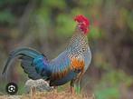 Sonnerat hoen (Gallus sonneratii), Dieren en Toebehoren, Pluimvee