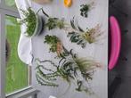 Planten,javamos en vuurgarnalen, Dieren en Toebehoren, Vissen | Aquaria en Toebehoren, Ophalen, Zo goed als nieuw