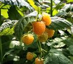 Plants de Framboisiers remontants très grands ., Enlèvement